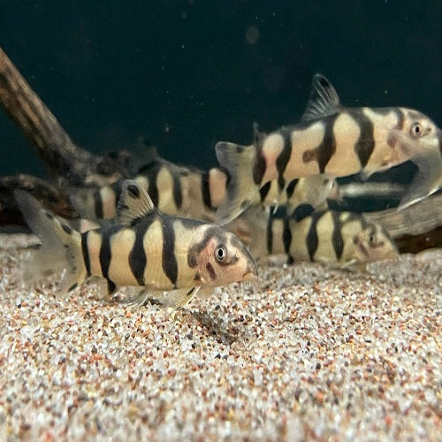 Hybrid Clown Loach 3cm – Shruti Aqua Culture