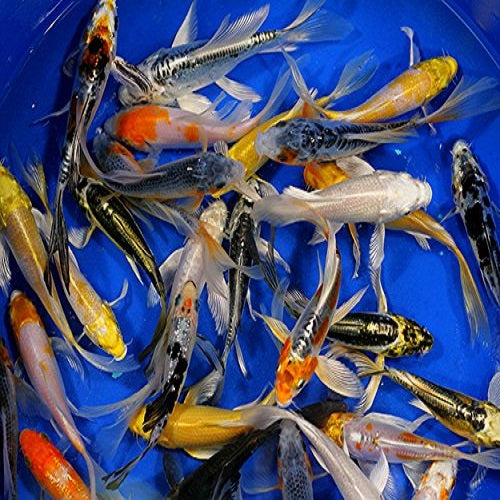 Japanese Assorted Butterfly Koi Carp 11-13