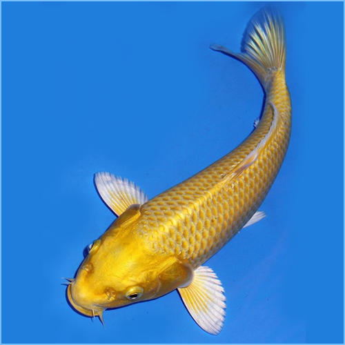 Yellow Golden Koi (A) 9-10cm – Shruti Aqua Culture