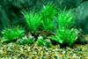 Best 10 Freshwater Aquarium Plant Names for Beginners