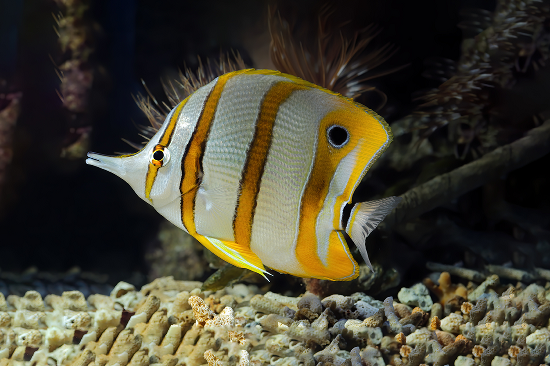 A Comprehensive Guide to Angelfish