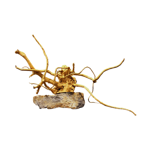Wood Root 40-60cm/Kg