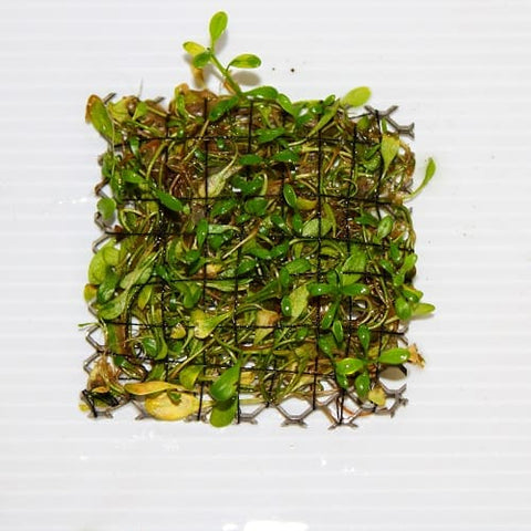A12 Glossostigma Mesh