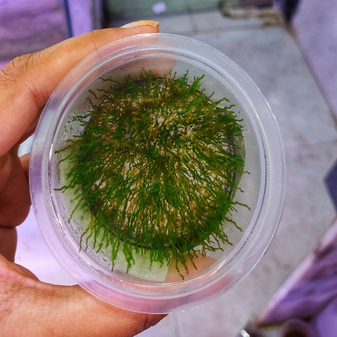 A22TC Taxiphyllum 'Flame' TC