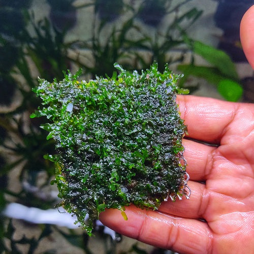 A25SP Monosolenium Tenerum - Pellia - Mesh