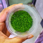 A27TC Riccia Fluitans TC