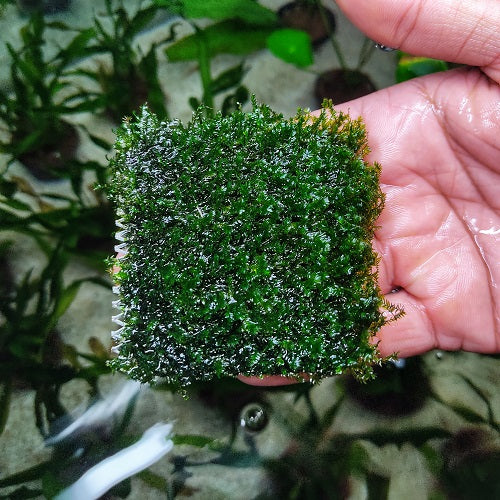 A37SP Fissidence Crispulus-Mesh