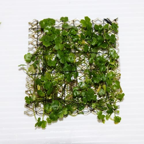 A52B Hydrocotyle Tripartita 'Mini' on Mesh