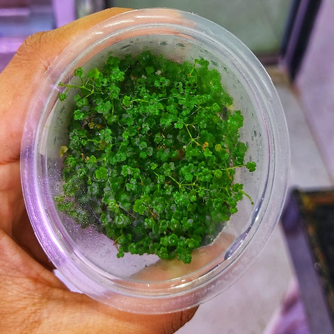 A52TC Hydrocotyle Tripartita 'Mini' TC