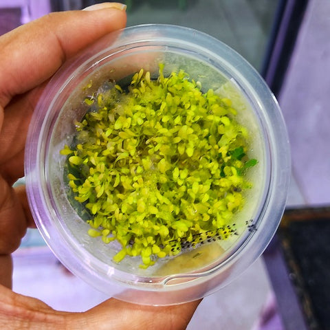 A58TC Glossostigma Elatinoides 'Platinum' TC