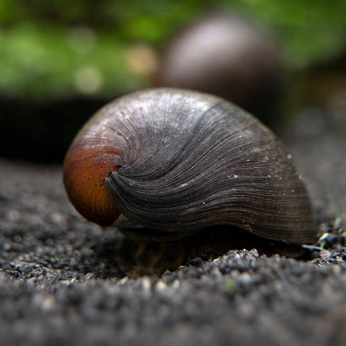 Abalone Nerite Snail (All Size)