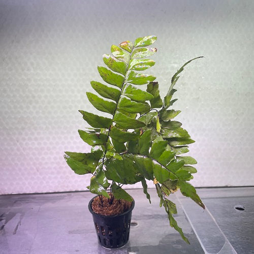 Adiantum Fern-Pot