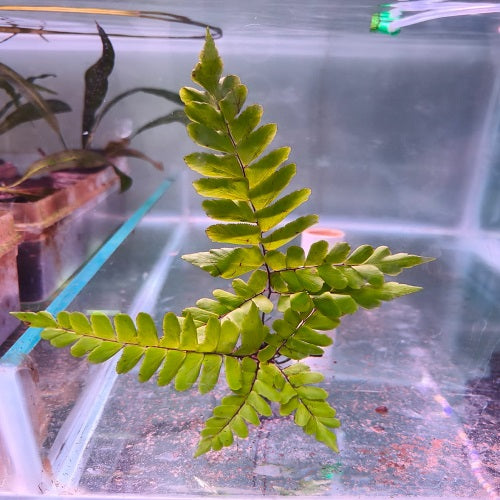Adiantum Fern Rhizome 13-15cm