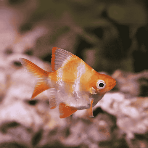 Albino Balloon Tiger Barb 2.5cm