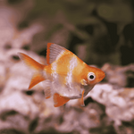 Albino Balloon Tiger Barb 2.5cm