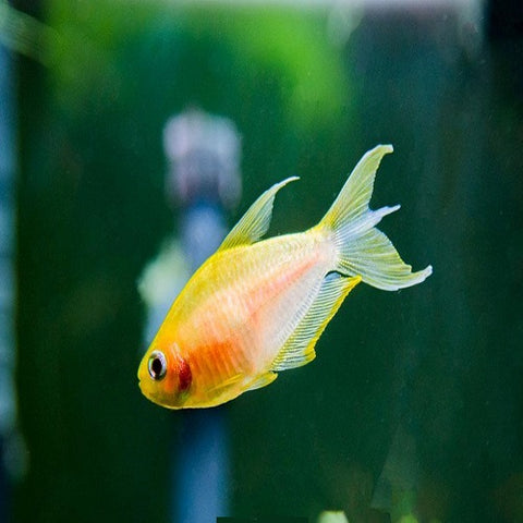 Albino Emperor Tetra 2.2cm