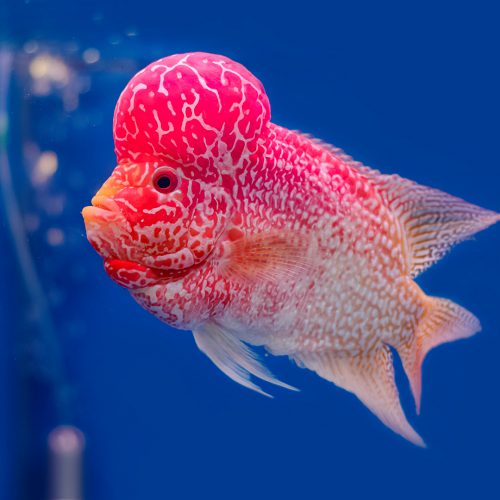 Albino Flowerhorn 'A Grade' 5.5"