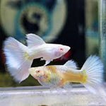 Albino Full White Guppy M/F (Pair)