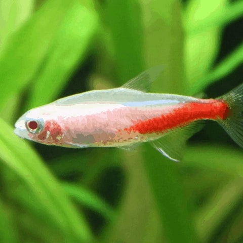 Albino Neon Tetra 2.2cm