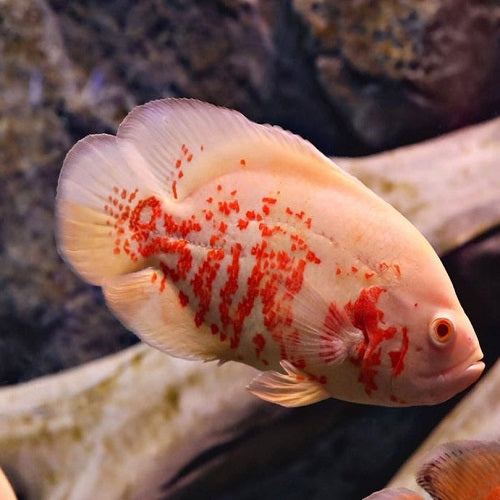 Albino Oscar 2.5-2.75"