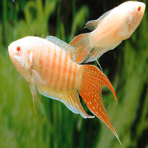 Albino Paradise 1.75-2