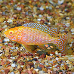 Strawberry Peacock Cichlid 3.5" IMP