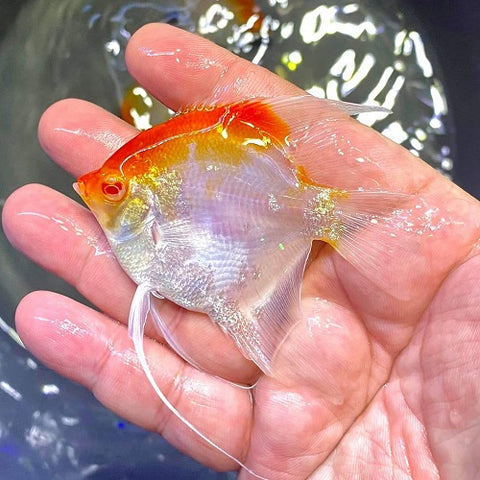 Albino Red Cap Koi Angel 2