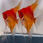 Albino Red Devil Koi Angel 2.5"