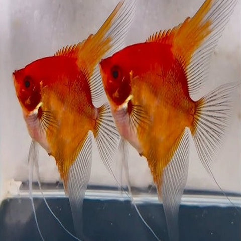 Albino Red Devil Koi Angel 2.5