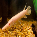 Albino Red Eye Alligator Gar 5"