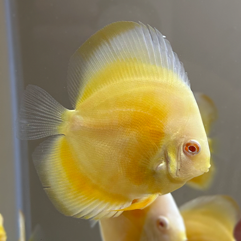 Albino Red Eye Golden Discus 4
