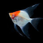 Albino Red Eye Koi Angel 2.5"