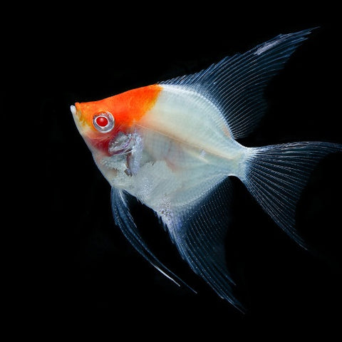 Albino Red Eye Koi Angel 2.5