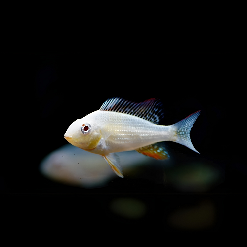 Albino Heckelii Geophagus 2"