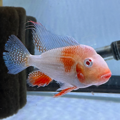 Albino Red Heckelii Geophagus 2.5-2.75