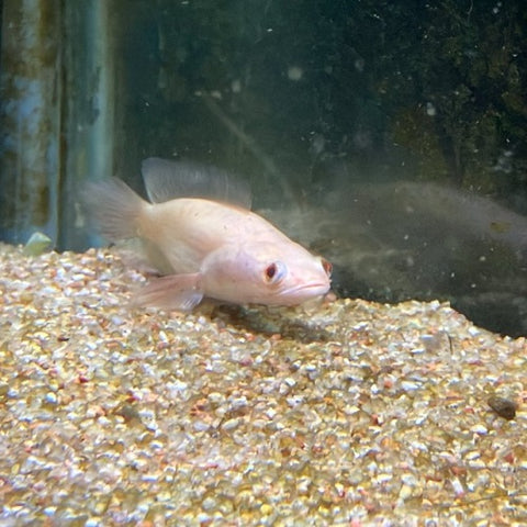 Albino Short Body Channa 3-3.5cm