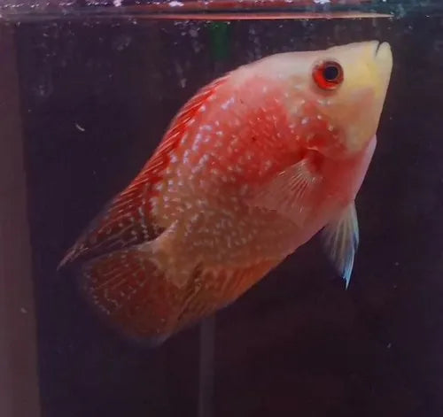 Albino Short Body Flowerhorn 3-3.5"