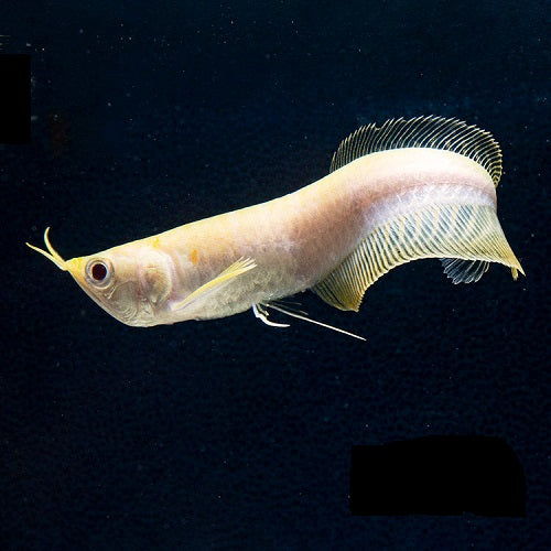 Albino Silver Arowana 4"