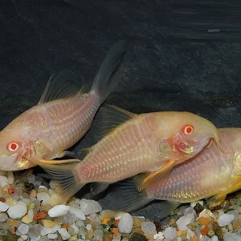 Albino Sterbai Corydoras 3-3.5cm