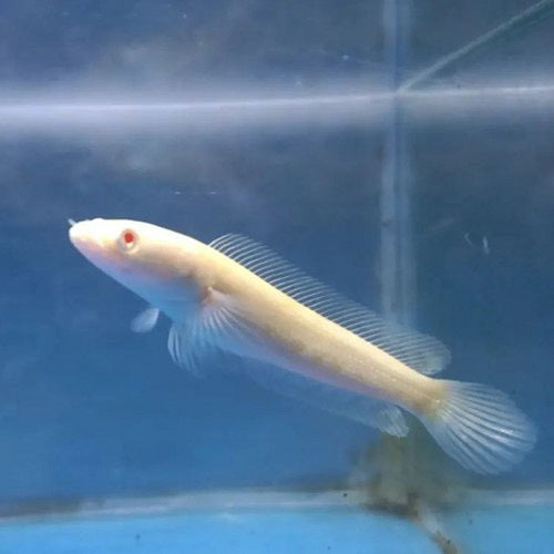 Albino Striata Channa 1"