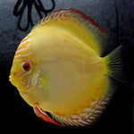 Albino Yellow Pigeon Discus 1.5-2"