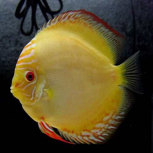 Albino Yellow Pigeon Discus 1.5-2"