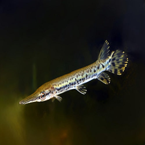 Alligator Gar 4.5"