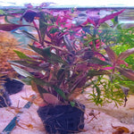 Alternanthera Rainiki Lilacina Purple - Pot