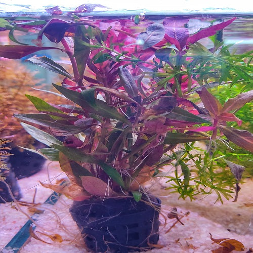 Alternanthera Rainiki Lilacina Purple - Pot