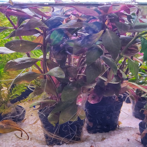 Alternanthera Rainiki Lilacina Red - Pot