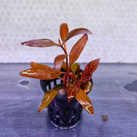 Alternanthera Reineckii 'Rosanervig'-Pot