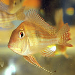 Altifrons Geophagus 4.5-5cm