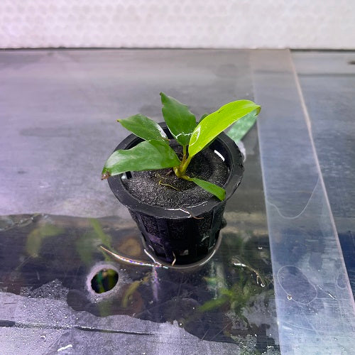 Anubias Barteri Var. Glabra - Pot