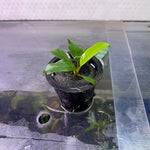 Anubias Barteri Var. Glabra - Pot
